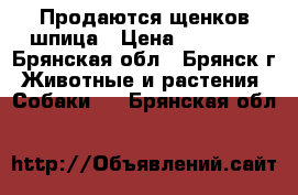 Продаются щенков шпица › Цена ­ 20 000 - Брянская обл., Брянск г. Животные и растения » Собаки   . Брянская обл.